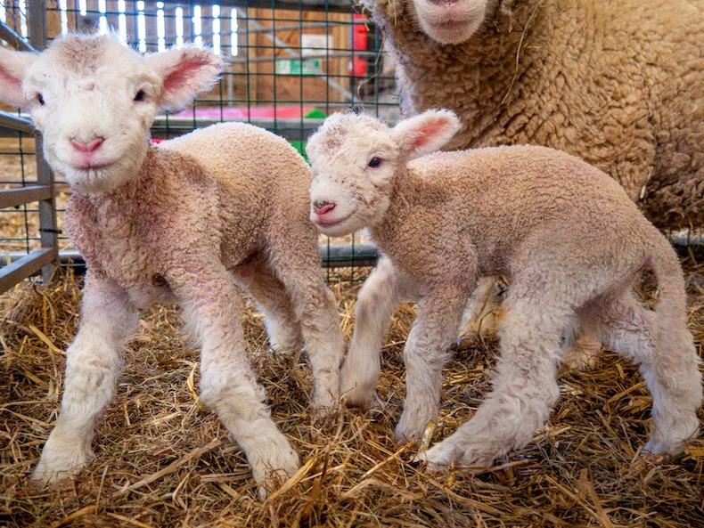 New lambs
