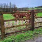New hedging at cricket club